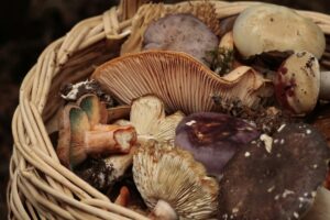 Grybų sezonas Lietuvoje: kaip rasti ir paruošti miško gėrybes iki pat šalnų Švieži miško grybai surinkti rudenį medinėje pintinėje